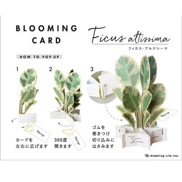 Greeting Life Ficus Artemisia Pop-up Card - Image 3